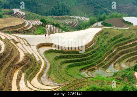 Yaoshan Mountain, Guilin, Chine rizières en terrasses à flanc de paysage. Banque D'Images