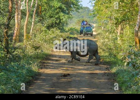 Rhinocéros solitaires marchant sur une piste dans une jungle et Être regardé par les touristes en jeep safari à Kaziranga national parc à Assam Inde le 8 décembre 2016 Banque D'Images