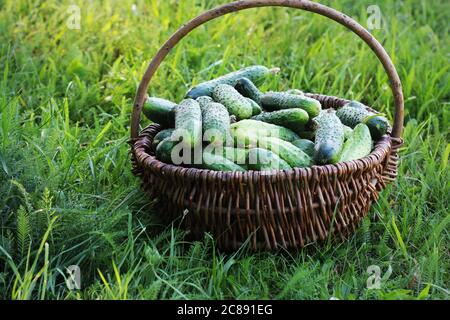 Récoltez des concombres dans un panier sur l'herbe, fond vert Banque D'Images