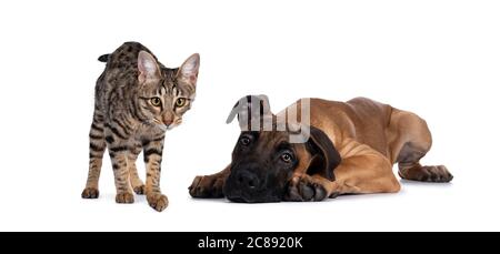 Savannah F7 chat et Boerboel malinois chien de race croisée, jouant ensemble. Chat debout regardant l'appareil photo, chien posé. Isolé sur fond blanc Banque D'Images