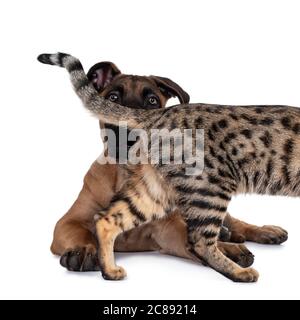 Savannah F7 Chat Et Boerboel Malinois Chien De Race Croisee Jouant Ensemble Chat Mordant Dans L Oreille De Chiens Isole Sur Fond Blanc Photo Stock Alamy