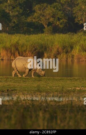 Un seul rhinocéros de corne a également appelé un rhinocéros de pâturage Herbe dans les terres humides d'Assam Inde à Kaziranga parc national Banque D'Images