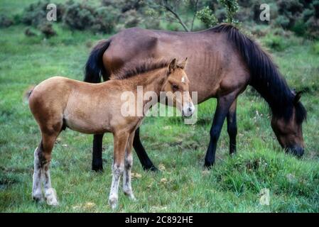 Jument poney New Forest et poulain. Le parc national New Forest Hampshire en Angleterre. UK Banque D'Images