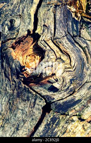 Un motif abstrait d'écorce d'arbre, qui ressemble un peu à du pain lors d'une inspection plus étroite Banque D'Images