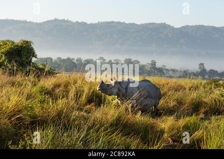 Un rhinocéros à cornes debout au milieu de l'herbe haute dans un Parc national d'Assam Inde le 6 décembre 2016 Banque D'Images