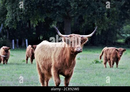 Une vache Galloway sur un pâturage vert Banque D'Images