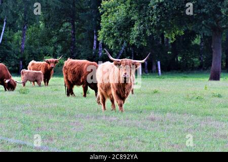 Une vache Galloway sur un pâturage vert Banque D'Images