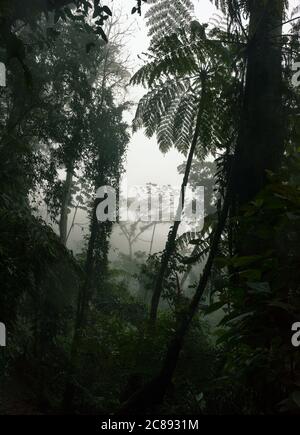 Intérieur sombre de la forêt tropicale de l'Atlantique dans le sud-est du Brésil pendant un après-midi brumeux Banque D'Images