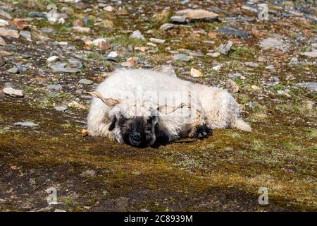 Valais, mouton blacknkose sur le Nufenenpass dans les Alpes valaisannes Banque D'Images