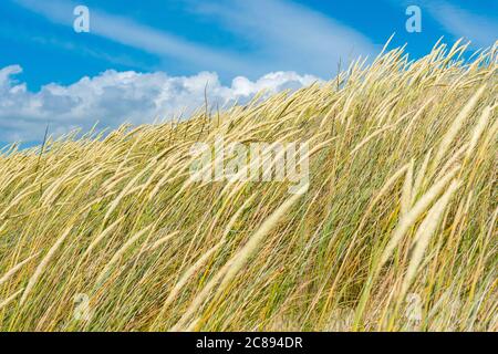 Magnifique champ d'herbe sèche et verte, roseaux, tiges soufflant dans le vent avec ciel bleu et nuages sur la mer Baltique Banque D'Images