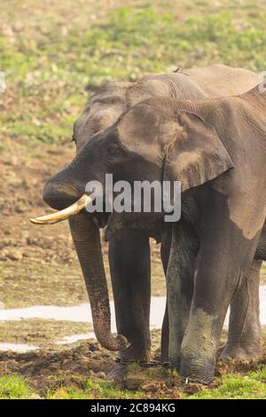Deux petits éléphants avec des défenses jouant avec leurs malles Et semblent s'embrasser en Inde Assam Banque D'Images