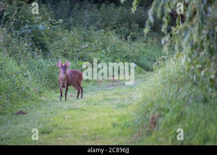 Un cerf muntjac à Cornmill Meadow, River Lee Country Park, Waltham Abbey, Essex Banque D'Images