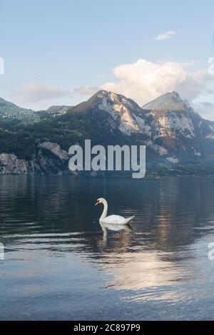 Le cygne sur la vague et la vue magnifique sur le coucher du soleil alpin avec des reflets sur le lac Walensee dans les Alpes suisses, Suisse Banque D'Images