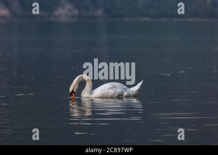 Un cygne blanc solitaire regarde l'eau. Un beau Swan naque sur le lac le soir à la recherche de nourriture. Lac Walensee dans les Alpes suisses, Suisse Banque D'Images