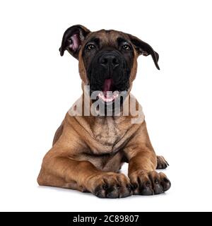 Beau chien crossbreed Boerboel / Malinois, en position allongée face à l'avant. Allez-y, regardez avec des yeux lumineux fascinants. Isolé sur fond blanc Banque D'Images