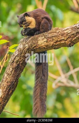 Écureuil géant indien également connu sous le nom d'écureuil malabar ou géant écureuil assis sur une branche d'arbre avec sa queue suspendue et manger des noix dans une forêt tropicale Banque D'Images