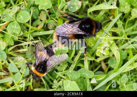 Bumblebees à queue de chamois (Bombus terrestris) se accouplant sur la pelouse du jardin - Écosse, Royaume-Uni Banque D'Images