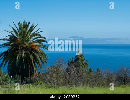 Vue sur l'île de Ténérife avec Pico del Teide depuis une prairie verdoyante avec palmiers et pins, ciel bleu et fond marin. Copier l'espace. Magnifique Banque D'Images