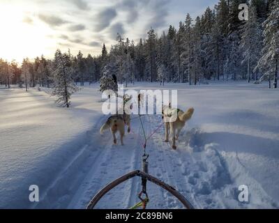 Une équipe de cinq chiens de traîneau husky qui se trouvent sur une route enneigée dans le paysage subpolaire, dans une forêt de pins, au lever du soleil, au-dessus de la forêt Banque D'Images