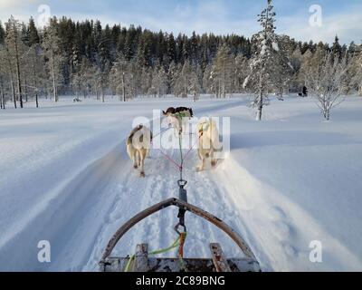 Une équipe de cinq chiens de traîneau husky qui se trouvent sur une route enneigée dans le paysage subpolaire, forêt de pins, jour ensoleillé Banque D'Images