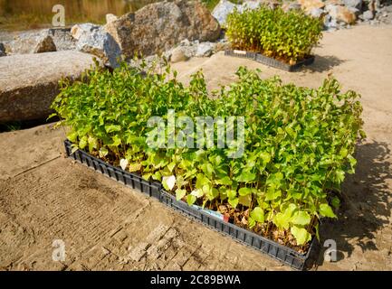 Boîtes de transport de jeunes plants de bouleau ( Betula ) prêts à être plantés , Finlande Banque D'Images