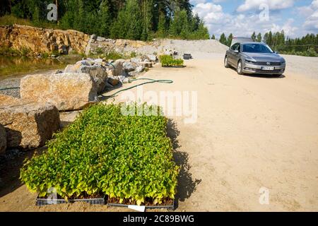 Boîtes de jeunes plants de bouleau ( Betula ) prêts à être plantés, et Volkswagen Passat 1.4 tsi berline 2015 modèle , Finlande Banque D'Images