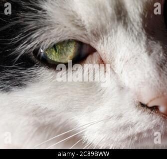 Gros plan de la face droite du chat Banque D'Images
