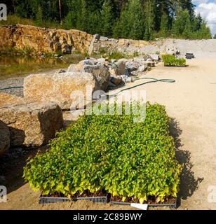 Boîtes de transport pleines de bouleaux cultivés ( Betula ) jeunes plants prêts à être plantés , Finlande Banque D'Images