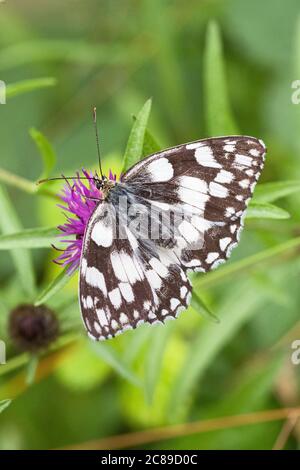 Blanc marbré (Melanargia galathea) se nourrissant de la knapaded. Banque D'Images