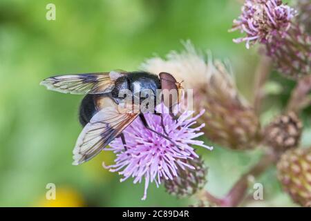 Grand Hiéperon à pied mâle (Volucella pellucens) se nourrissant de chardon rampant. Banque D'Images