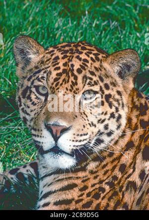 Jaguar masculin (Panthera onca), allant du sud-ouest des États-Unis au nord de l'Argentine. Banque D'Images