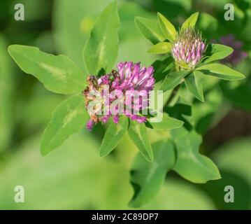 Trifolium pratense trèfle rouge, Banque D'Images