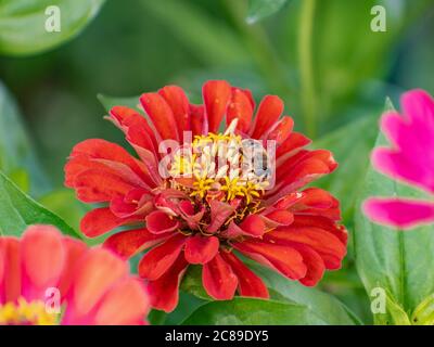 Abeille sur une fleur rouge commune de Zinnia elegans en fleur Banque D'Images