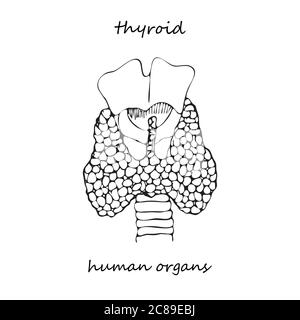 Structure et parties de la thyroïde. Icône dessinée à la main isolée sur fond blanc organes internes humains. Style d'esquisse de ligne. Conception pour projet médical, affiche Illustration de Vecteur