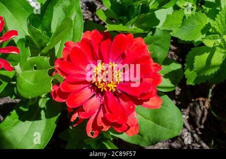 Fleur rouge de la nain Zinnia elegans et feuilles montrant des dommages d'insectes avec des feuilles et des pétales mangés Banque D'Images