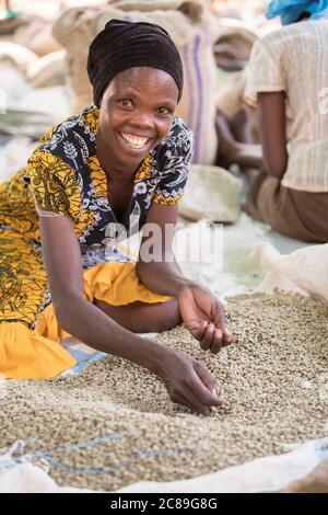 Une femme souriante travaille de qualité et sac des grains de café séchés à la main dans l'entrepôt coopératif d'un producteur de café à Mbale, en Ouganda, en Afrique de l'est Banque D'Images