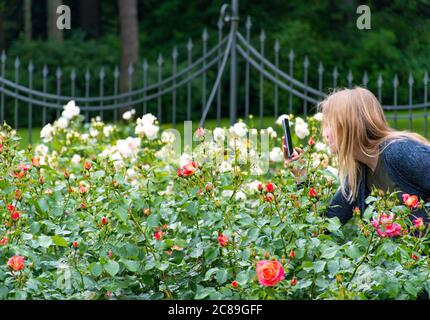 Belle fille blonde prenant des photos de roses blanches et rouges dans un jardin ou un parc Banque D'Images