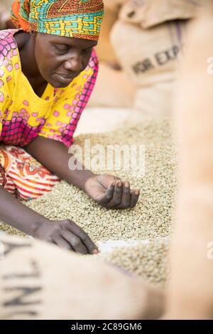 Une femme de qualité professionnelle trie et sac à la main les grains de café séchés dans l'entrepôt coopératif d'un producteur de café à Mbale, en Ouganda, en Afrique de l'est. Banque D'Images