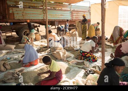 Les travailleuses et les travailleuses de qualité trient et mettent en sac les grains de café séchés dans l'entrepôt coopératif d'un producteur de café à Mbale, en Ouganda, en Afrique de l'est. Banque D'Images