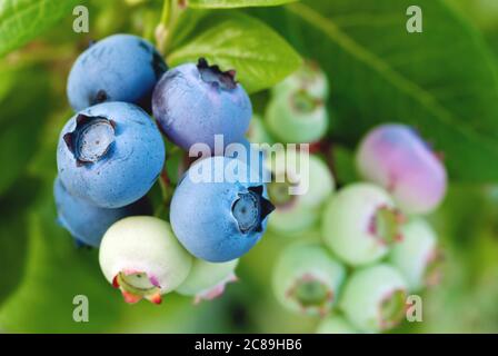 Mûrissement des bleuets croissant sur la brousse, plante Vaccinium corymbosum Banque D'Images