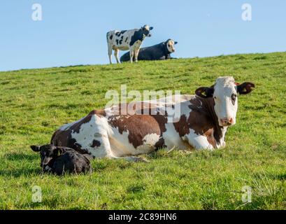 Vache et veau laitières sur une ferme laitière, Castle Douglas, Dumfries et Galloway, Écosse. Banque D'Images