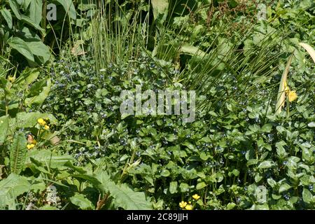 European speedwell ou brooklime (Veronica beccubunga) avec d'autres plantes aquatiques marginales dans un champ naturel printemps, Berkshire, mai Banque D'Images