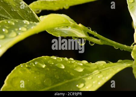 La pluie tombe dans le soleil brillent sur les jeunes feuilles d'un citronnier (Citrus limon) arbre après une forte pluie douche, Berkshire, juin Banque D'Images