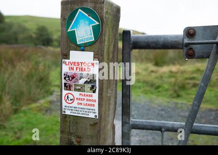 Panneau bétail dans le champ sur un sentier, pont Grizedale, Lancaster, Lancashire. Banque D'Images