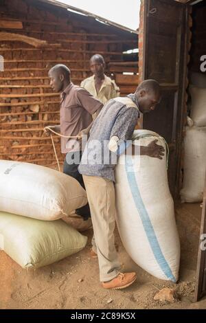 Les sacs de café sont pesés et achetés à un point de collecte coopératif de café dans le district de Bulaburi, en Ouganda, sur le mont Elgon. Banque D'Images