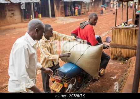 Le café frais du champ est chargé sur une moto dans une coopérative de producteurs de café du mont Elgon en Ouganda, en Afrique de l'est. Banque D'Images