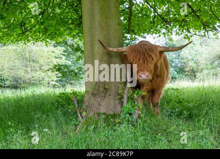 Une vache des Highlands, Yorkshire Sculpture Park, West Bretton, WakeÞeld, Yorkshire. Banque D'Images