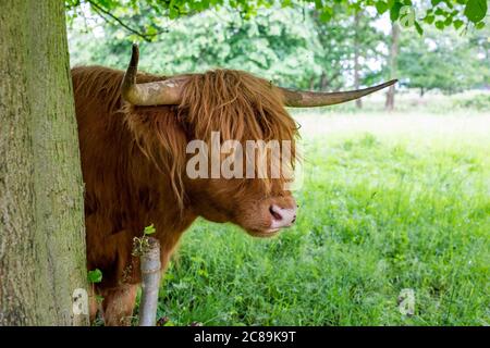 Une vache des Highlands, Yorkshire Sculpture Park, West Bretton, WakeÞeld, Yorkshire. Banque D'Images