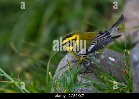 Paruline de Townsend (Setophaga townsendi), OR Banque D'Images