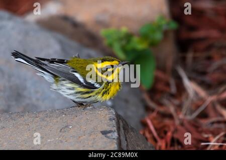 Paruline de Townsend (Setophaga townsendi), OR Banque D'Images